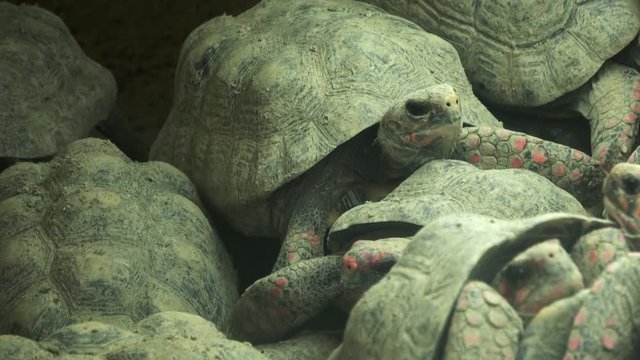 The Red-footed tortoises, Chelonoidis carbonarius, piled up on top of each other, 4K