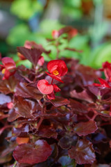 Red begonia cucullata, also known as shimmery wax begonia and clubed begonia