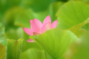 ハスの花