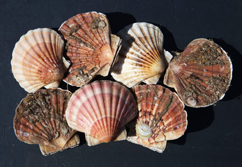 Freshly caught Ormer Abalone shellfish in sunlight