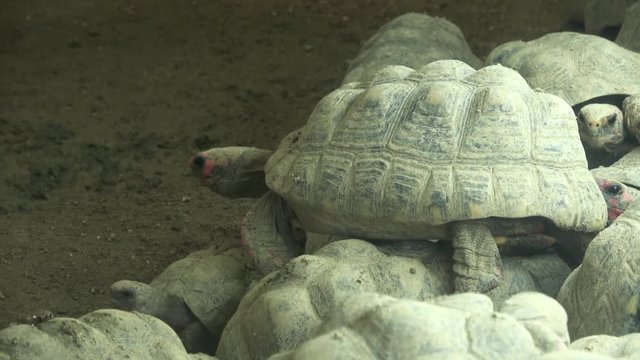 アカアシガメ / The Red-footed tortoises, Chelonoidis carbonarius, piled up on top of each other, 4K