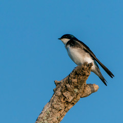 Tree Swallow perched on Branch along the Potomac River