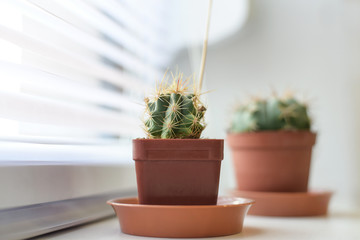 A small cactus with large spines grows in a pot on a window sill in a modern office
