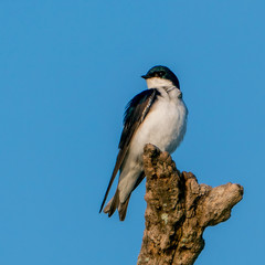 Tree Swallow perched on Branch along the Potomac River