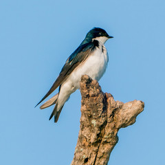 Tree Swallow perched on Branch along the Potomac River