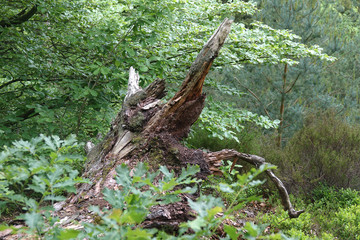 tree in the forest