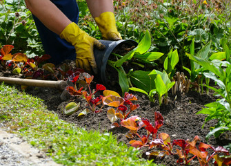 Fototapeta premium Woman planted a green flower in the garden 