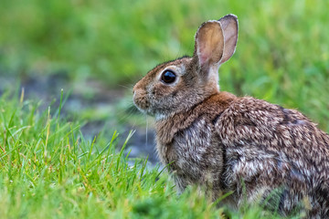 Naklejka na ściany i meble Young Eastern Cottontail (Sylvilagus Floridanus) rabbit on the grassy trail covered in morning dew