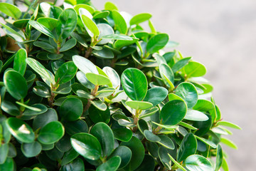 The nature of green leaves with light of sunshine