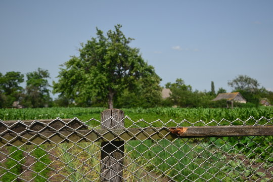 old fence and tree