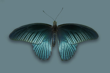 Beautiful iridescent butterfly.