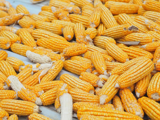 Dried corn For animal feeding