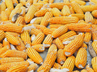 Dried corn For animal feeding