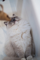 Lovely ragdoll cat portrait with beautiful colours and patterns