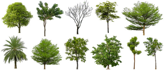 Fototapeta premium Set of beautiful trees Isolated on white background , Suitable for use in architectural design , Decoration work , Used with natural articles both on print and website.