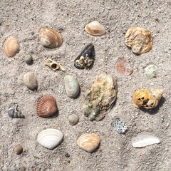 shells on the beach