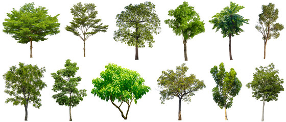 Set beautiful trees isolated on white background , Suitable for use in architectural design and decoration work