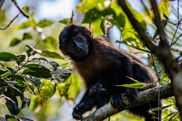 Brazil monkey