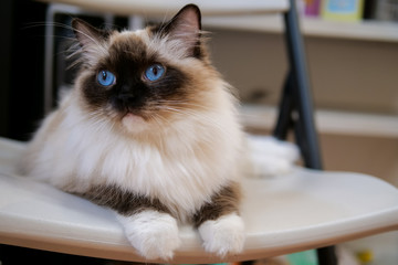 Lovely ragdoll cat portrait with beautiful colours and patterns