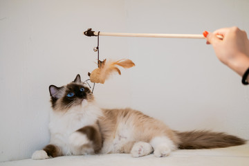 Lovely ragdoll cat portrait with beautiful colours and patterns