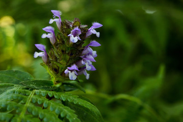 Self-heal Flowers Blooming