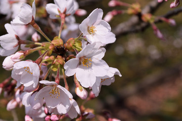 Cherry blossom - Prunus,Cerasus. It is called “Sakura” in Japan.