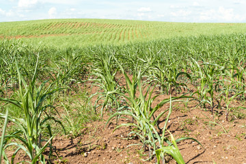 Naklejka premium Cultivation of corn at the base of the mountains in the valley.