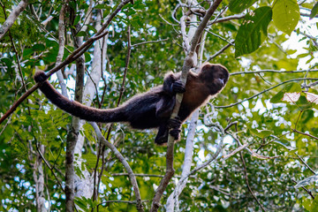 Fototapeta premium Brazil monkey