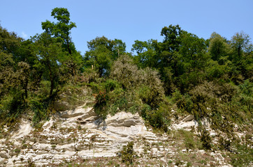 Fototapeta na wymiar pine tree in mountains Rocky coast tropical vegetation on the rock
