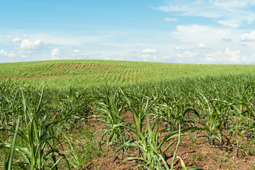 Cultivation of corn at the base of the mountains in the valley.