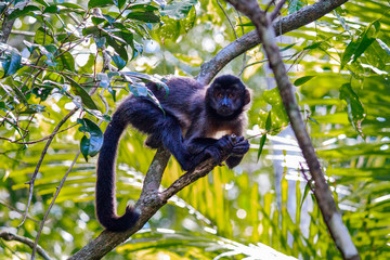 Brazil monkey