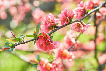 Fototapeta na wymiar Flowering Japanese quince. Lovely Spring red flowers on blurred bright background.