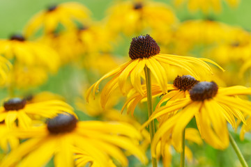 Black eyed susan- rudbeckia flowers 