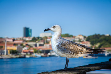 Friendly seagull on the Douro riverbank in Porto, Portugal