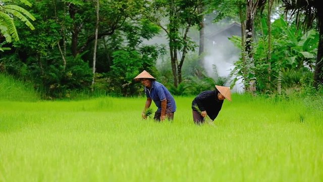 Asian farmer transplant rice seedlings in rice field, Farmer planting rice in the rainy season