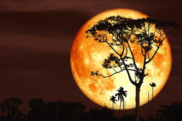 super buck moon on night red sky back silhouette tree