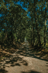 Gravel road shaded by lined trees