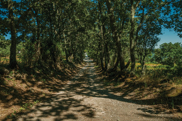 Gravel road shaded by lined trees