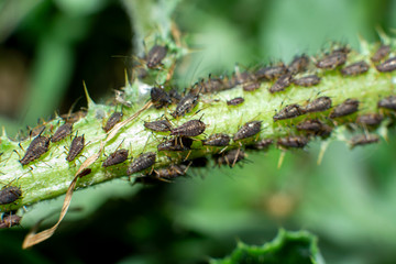 aphids
