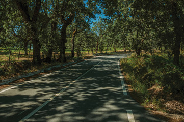 Countryside road shaded by lined trees