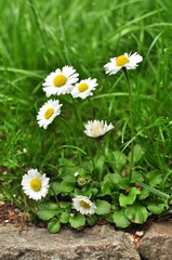 Obraz premium Daisy