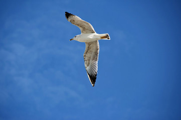 seagull in flight