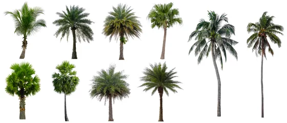 Foto op Canvas Stel prachtige kokos- en palmbomen geïsoleerd op een witte achtergrond, geschikt voor gebruik in architectonisch ontwerp en decoratiewerk. © Nudphon
