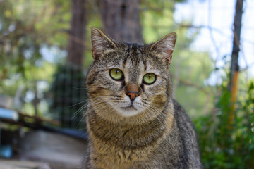 Stray cat close up portrait, green eyes