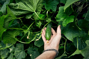 Farmer picking ripe cucumber