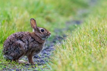 Fototapeta premium Young Eastern Cottontail (Sylvilagus Floridanus) rabbit on the grassy trail covered in morning dew