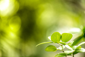 Green leaf nature i for wallpaper and background, Yellow color with copy space using as background natural green plants landscape