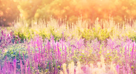 beautiful flower garden. Nature abstract background with wild blossoming flowers. flower meadow in sunlight. delicate toned flower in summer blooming season. 