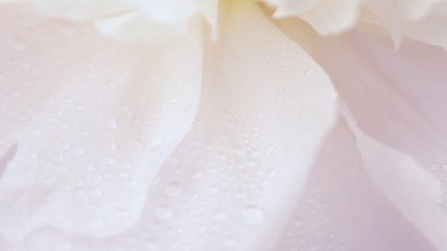 Large white petals of peony in drops of dew. Natural floral background