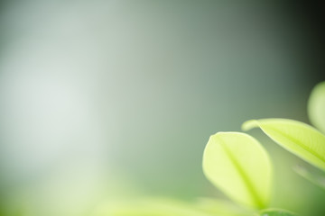 Green leaf nature i for wallpaper and background, Yellow color with copy space using as background natural green plants landscape